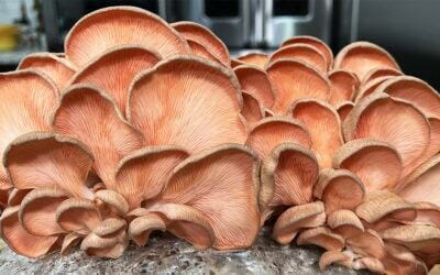 Mushroom recipe
